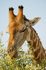 Giraffe im Etosha Nationalpark, Namibia