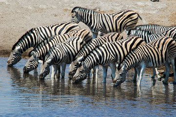 Fototapeta na wymiar Zebras am Wasserloch im Etosha Nationalpark, Namibia