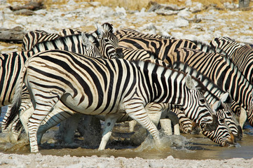 Fototapeta na wymiar Zebras am Wasserloch im Etosha Nationalpark, Namibia