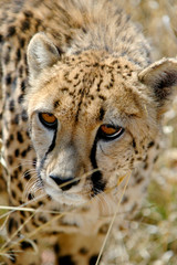 Gepard im Etosha Nationalpark, Namibia