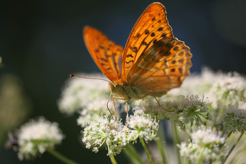 Argynnis paphia - Silver-washed Fritillary 18