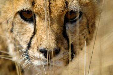 Gepard im Etosha Nationalpark, Namibia © Jan-Dirk