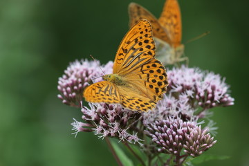 Couple of Argynnis paphia - Silver-washed Fritillary 3