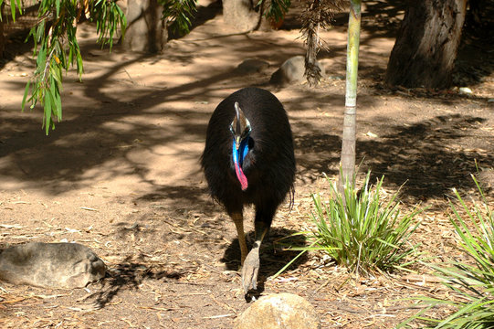 Helmkasuar in Australien