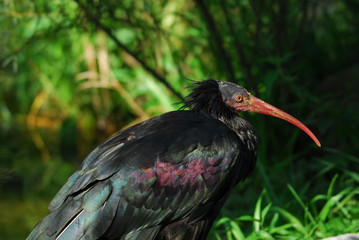 Waldrapp