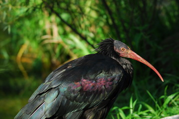 Waldrapp