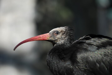 Waldrapp