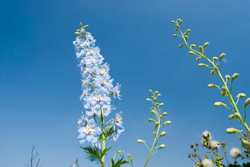 blue flowers under sunny sky