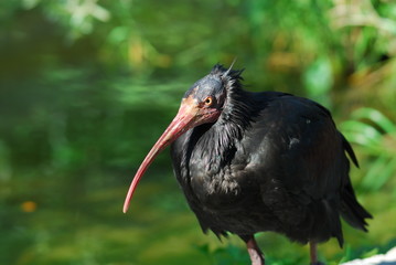 Waldrapp