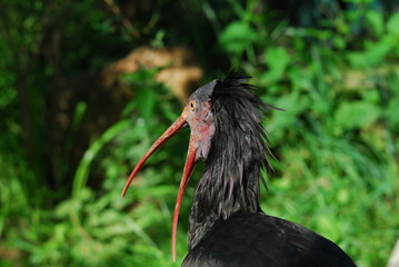 Waldrapp