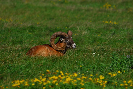 mufflon boock