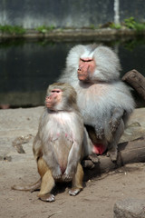 Baboon