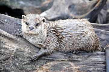 loutre