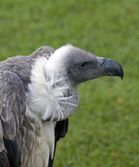 vulture