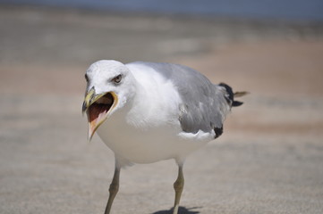 Schreiende Möwe