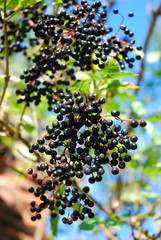 black elderberry