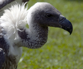 vulture