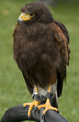 buzzard