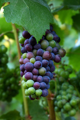 Pinot Noir Grapes During Veraison