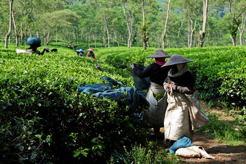 Tee Plantage - tea plantation