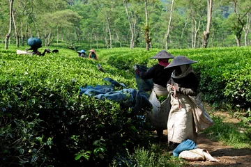 Papier Peint photo Indonésie Tee Plantage - tea plantation