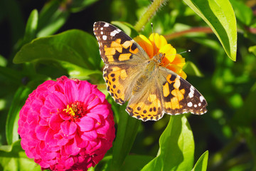 Painted lady butterfly on zinnia flower