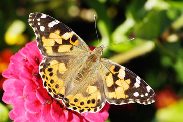 Fototapeta na wymiar Painted Lady motyl na kwiat cynia