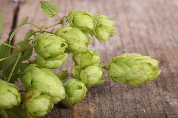 Obraz premium Hopfen