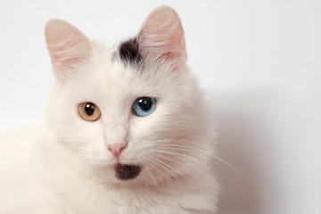 Unusual white lady-cat with the different colored eyes