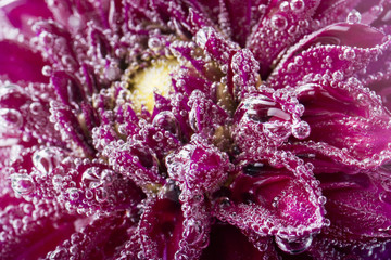 Red flower macro with air bubbles