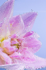 Pink flower  with air bubbles