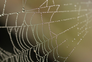 Morning Spider's Web