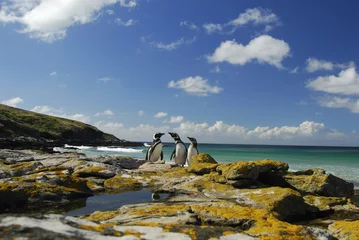 Fototapete Antarktis Magellan-Pinguine