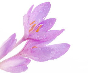 Colchicum autumnale