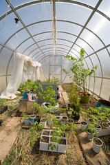 greenhouse with different plants