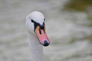 Obraz premium Schwan