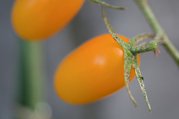 イエロープチトマト