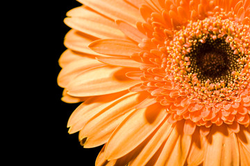Daisy isolated on black background