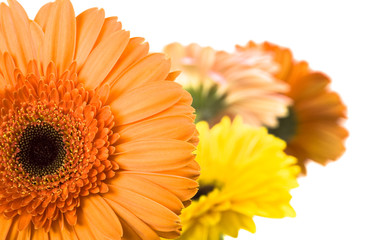 Daisy isolated on white background