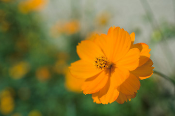 キバナコスモスの花