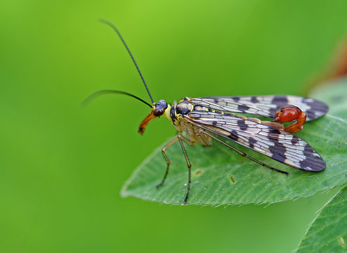 Skorpionsfliege
