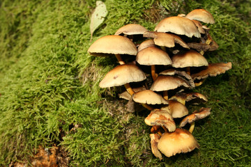 Pilze