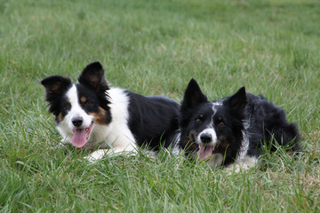 Border-Collies