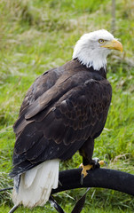 sea eagle