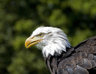 sea eagle