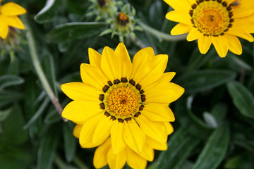 yellow daisy