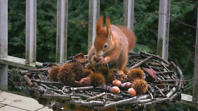 Eichh&ouml;rnchen findet Haselnuss