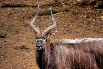 Nyala