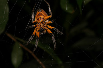 colorful spider