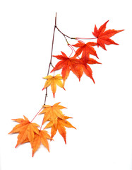 紅葉のイロハモミジ